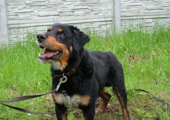 Hank Max