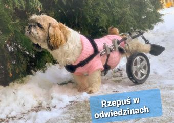 Rzepuś