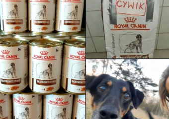 art o&nbsp;cywiku