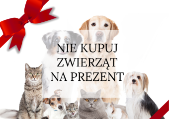 pies to nie prezent