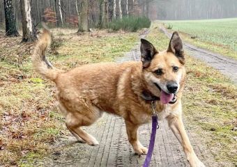 c_340_240_16777215_0_0_images_psy_psy_Axel_AXEL_2022_3.jpg