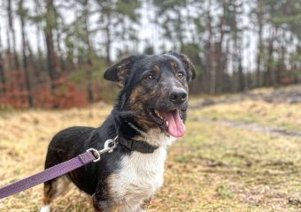 Bert