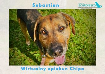 Wirtualny opiekun Chipa