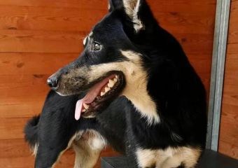 Colo