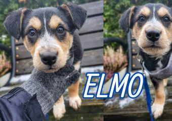 elmo
