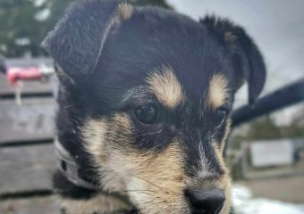 Elvis