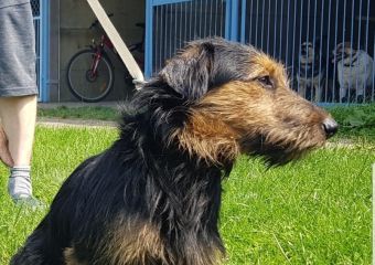 Fido 21a
