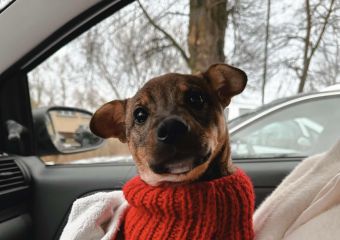 Gizmo 1