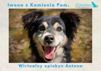 Wirtualny opiekun Antona