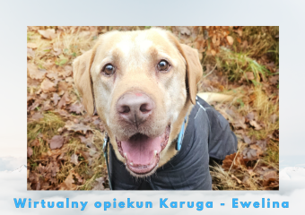 c_340_240_16777215_0_0_images_psy_psy_Karug_Wirtualny_opiekun_Karuga.png