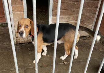 Beagle