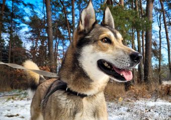 c_340_240_16777215_0_0_images_psy_psy_ODYN_Odynek_10.12.2022_Sara__kopia.jpg