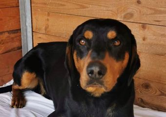 Ralf1