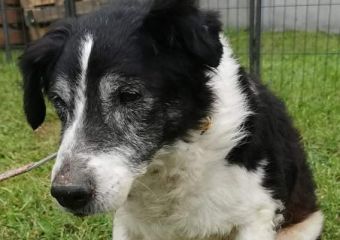 Troll