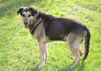 Balu