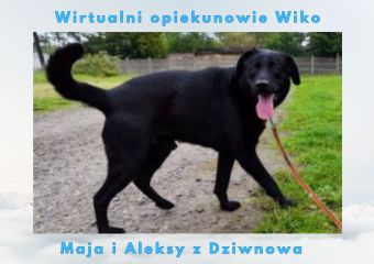 c_340_240_16777215_0_0_images_psy_psy_WIKO_Wirtualny_opiekun_Wiko.jpg