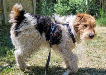 c_340_240_16777215_0_0_images_psy_suczki_BALA_Bala_10.06.2023.jpg