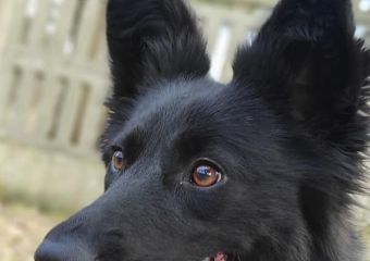 Bella