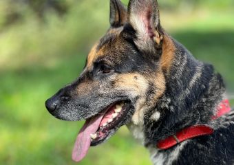 c_340_240_16777215_0_0_images_psy_suczki_Klara_KLARA9_17.09.2022__kopia.jpg