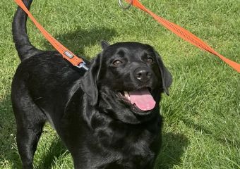 c_340_240_16777215_0_0_images_psy_suczki_MANI_MANI.jpg