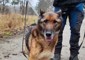 c_340_240_16777215_0_0_images_psy_suczki_MOLLY_6_29.01.2023.jpg