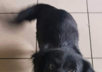 Pipi22 01