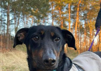 Pipi1