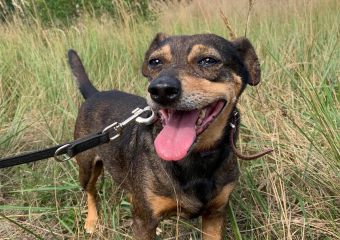 c_340_240_16777215_0_0_images_psy_suczki_Zoi_ZOI1_10.09.2022__kopia.jpg