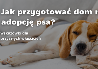 Jak przygotować dom na adopcję psa