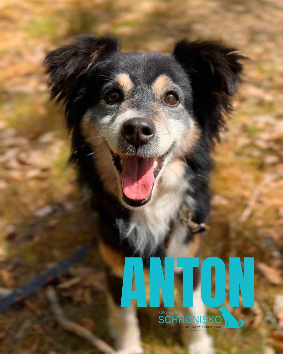 ANTON