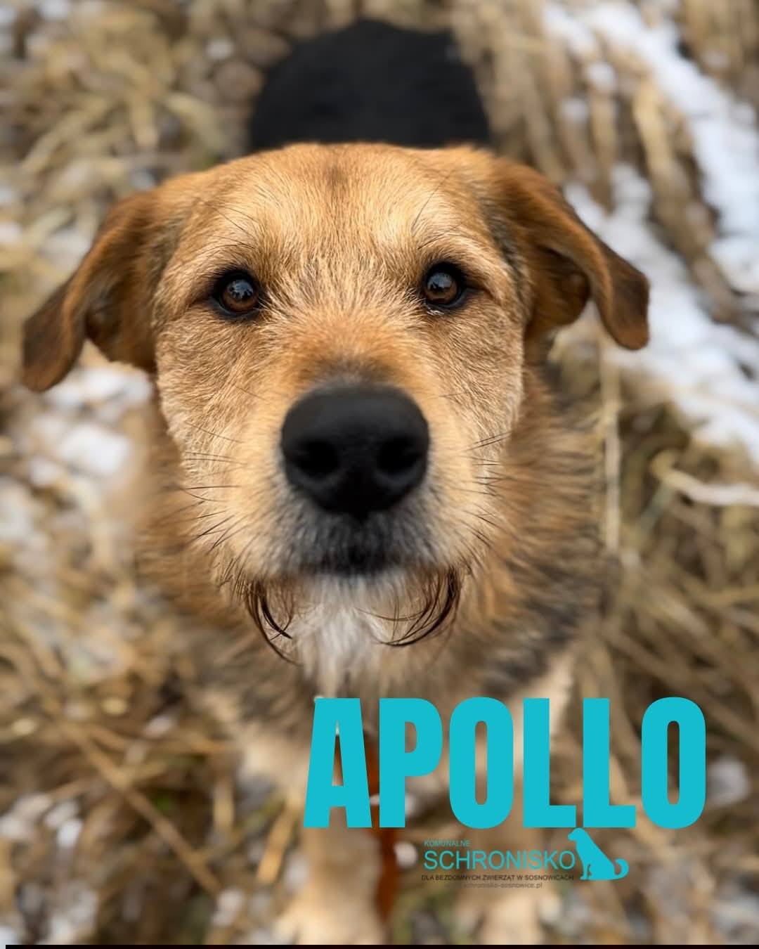 APOLLO