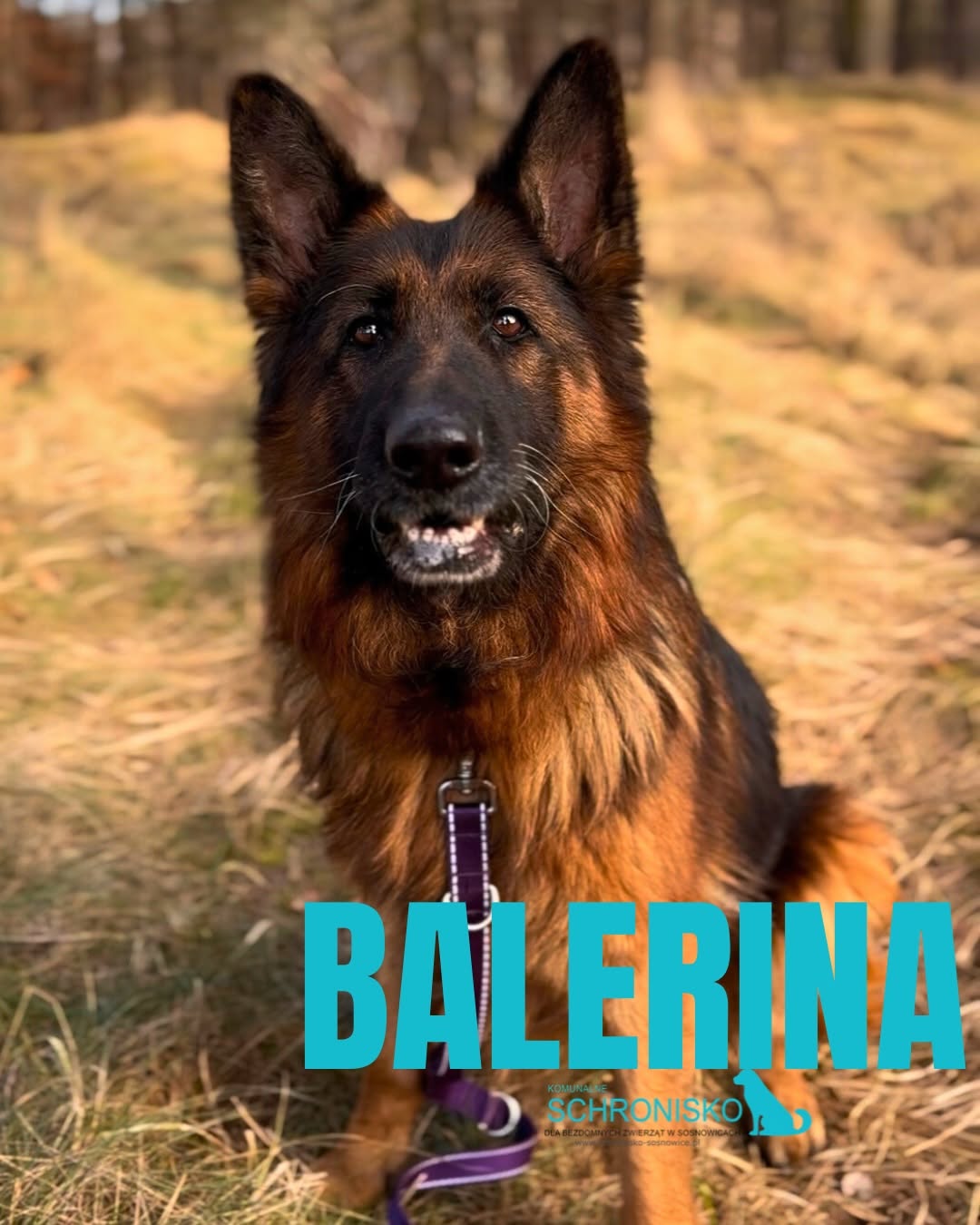 BALERINA