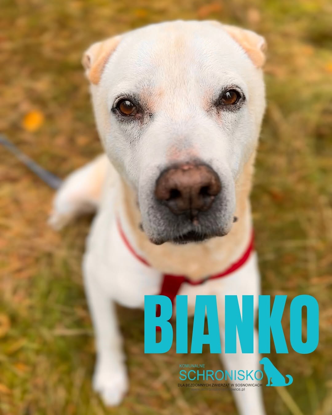 BIANKO