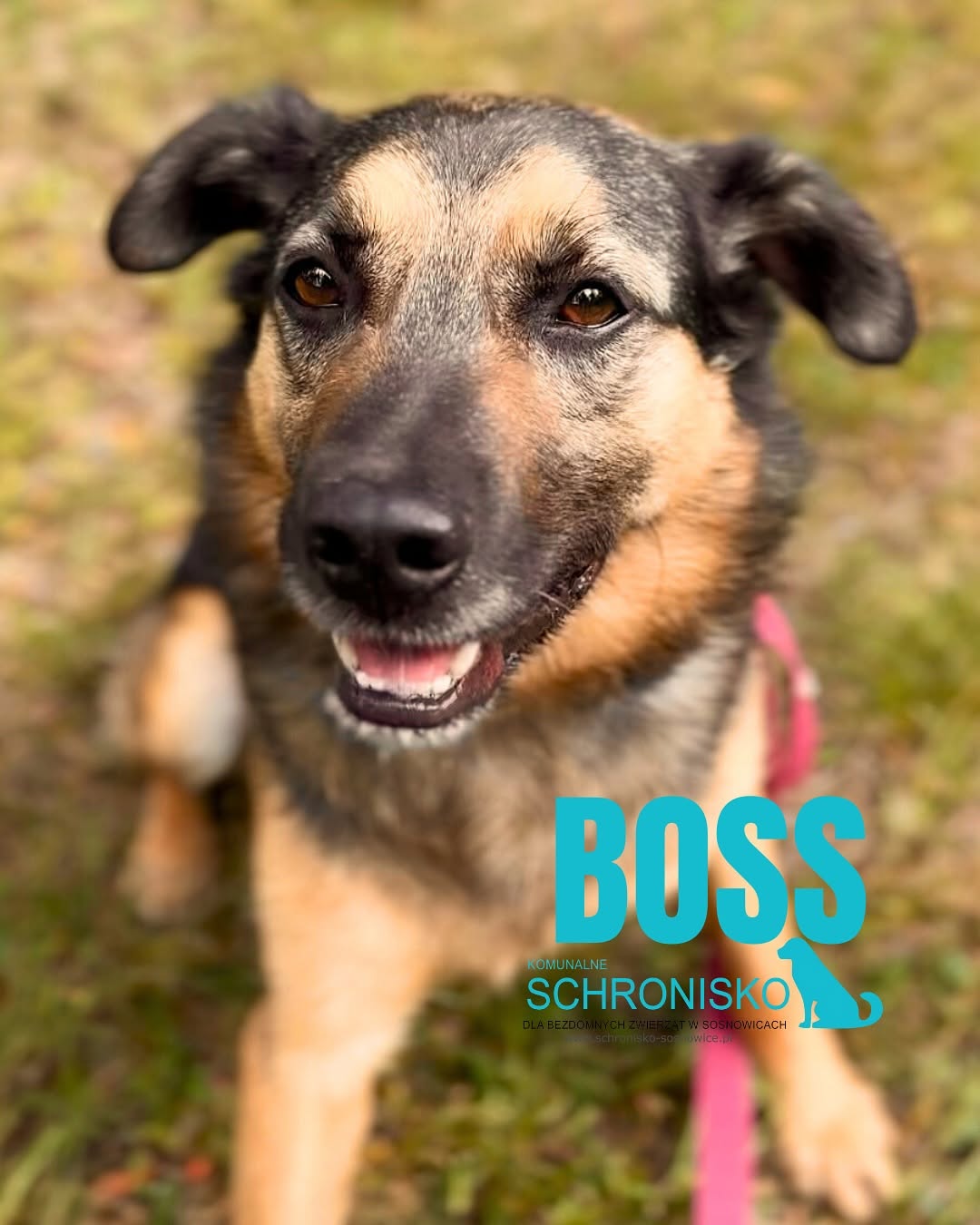 BOSS
