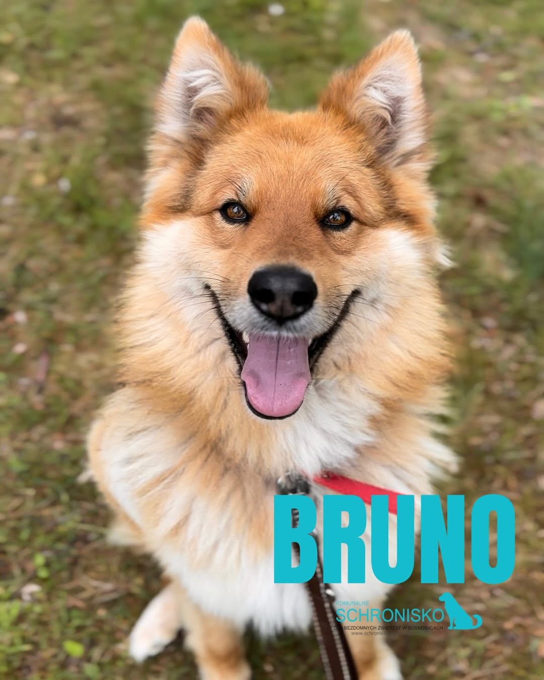BRUNO