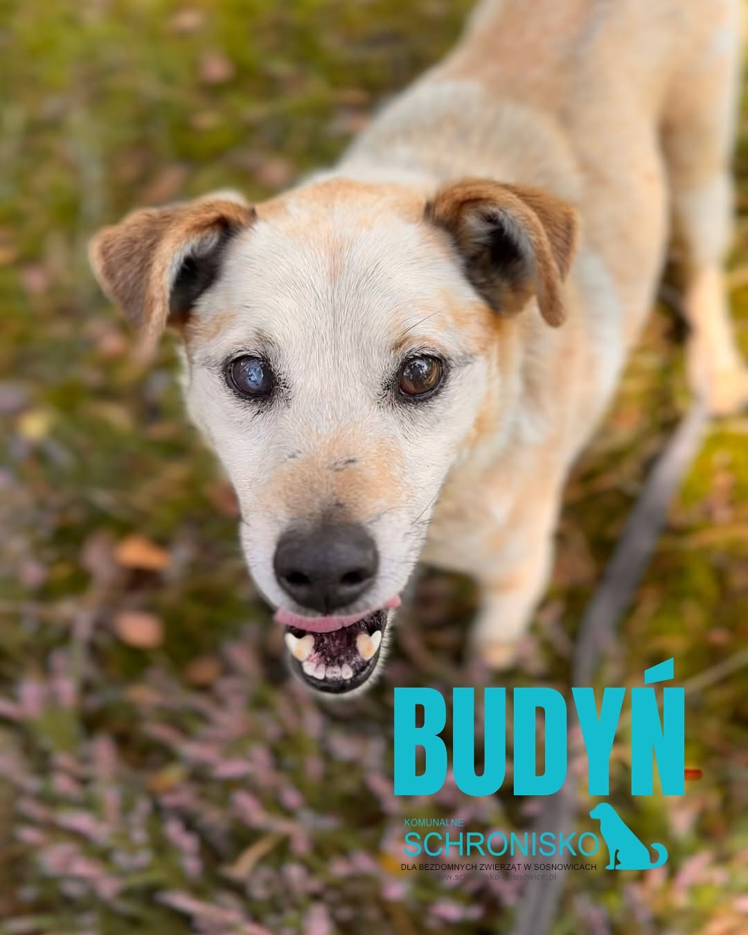 BUDYŃ