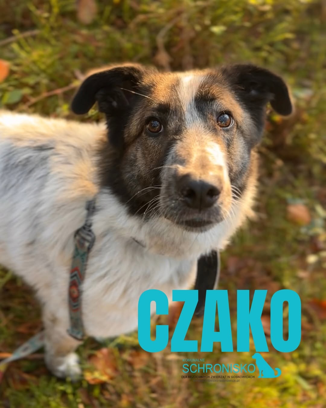 CZAKO