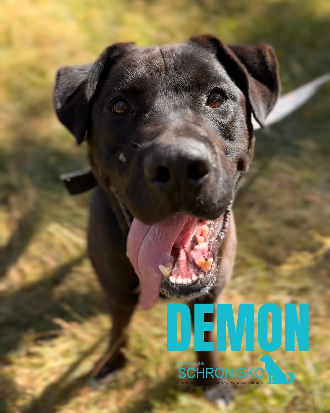 DEMON