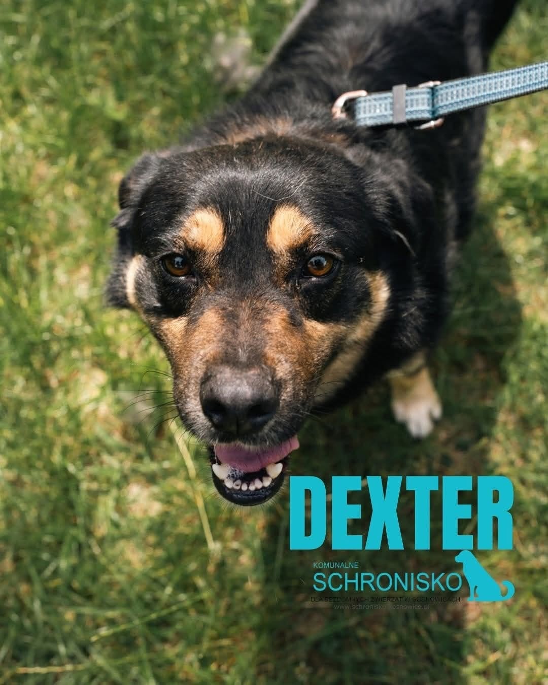 DEXTER 24