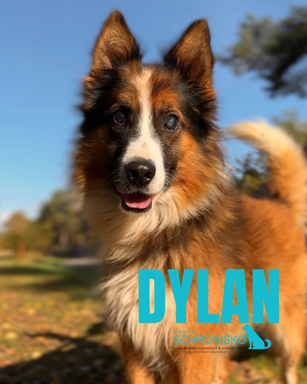 DYLAN