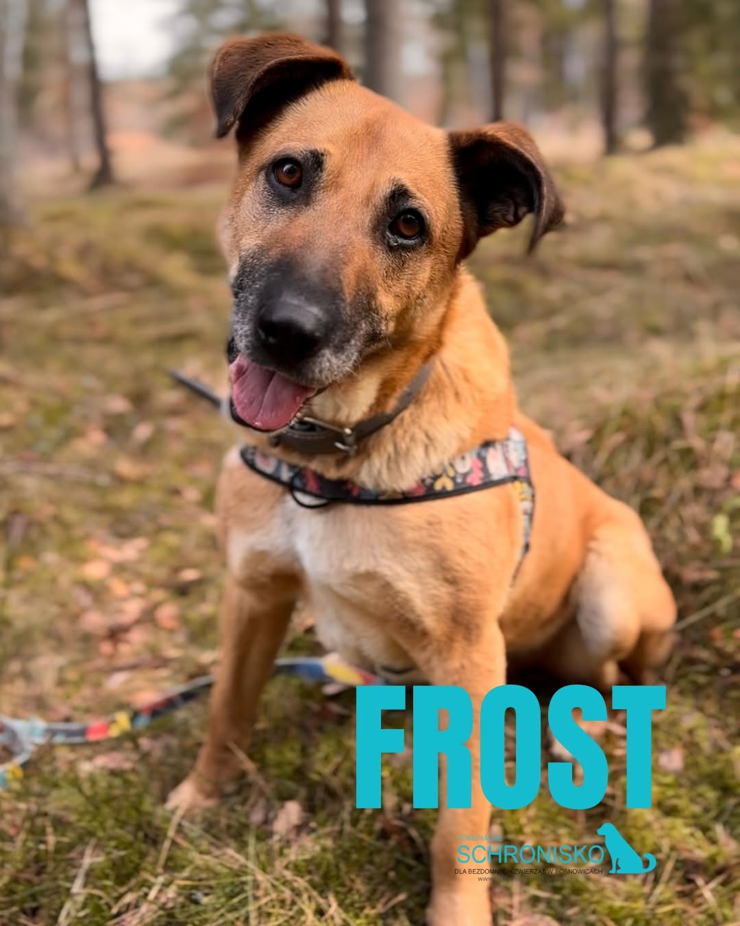 FROST