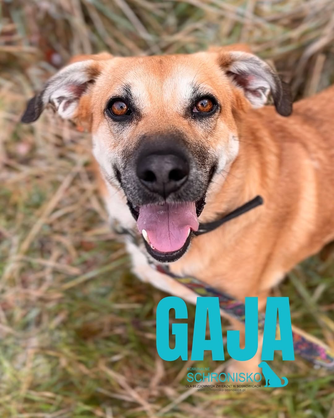 GAJA’24