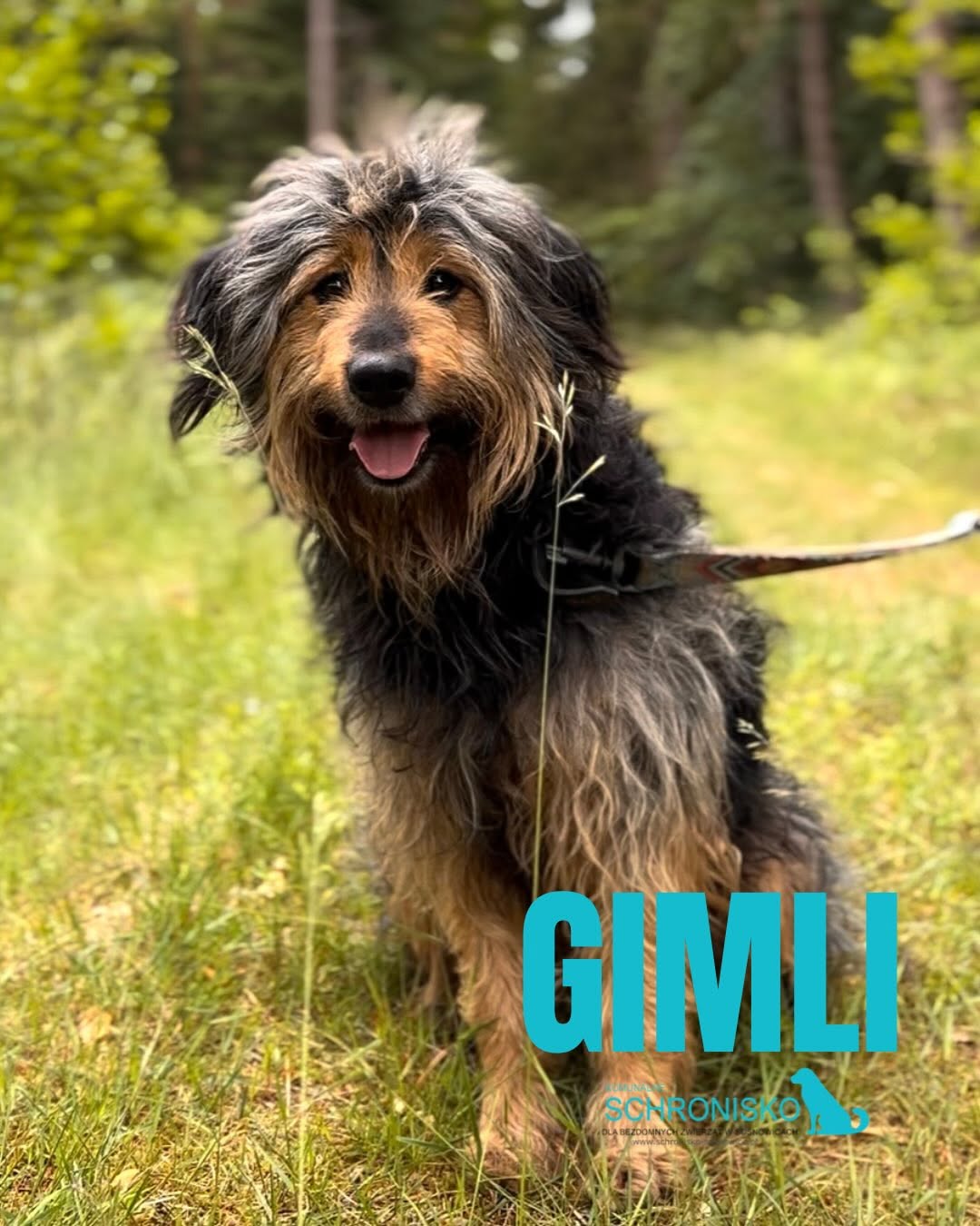 GIMLI