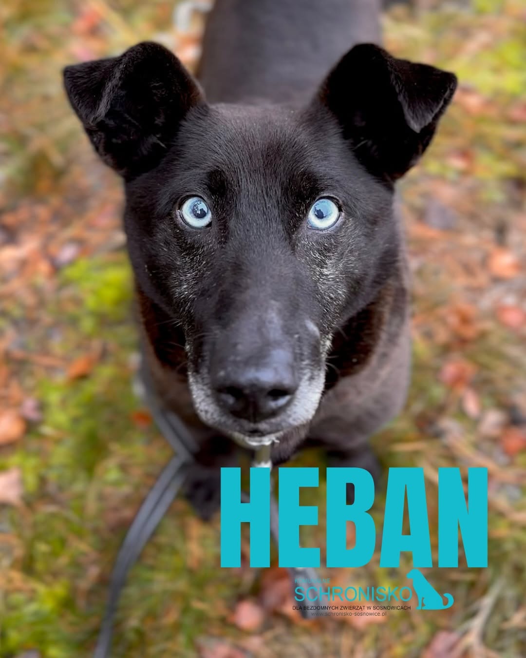 HEBAN