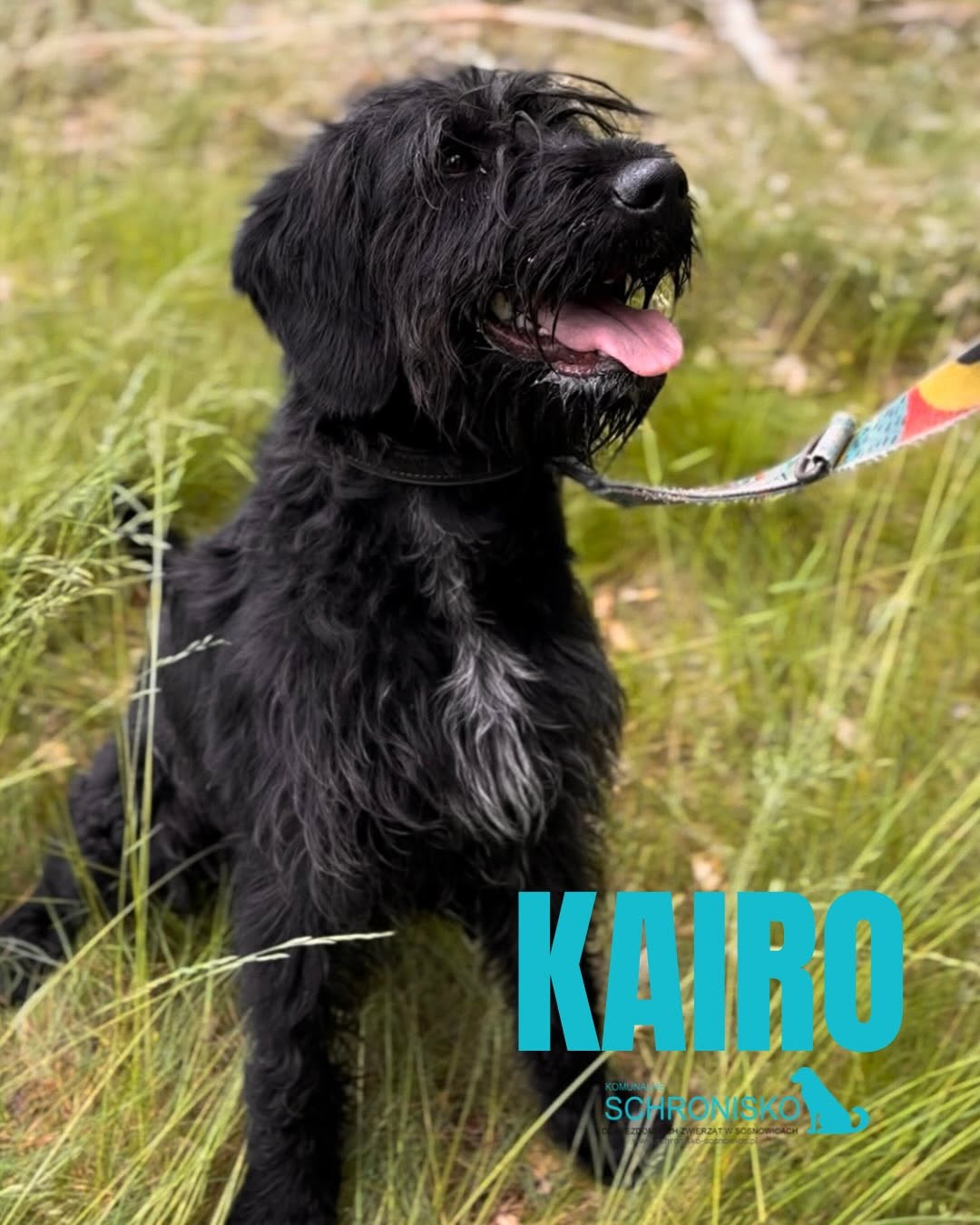 KAIRO