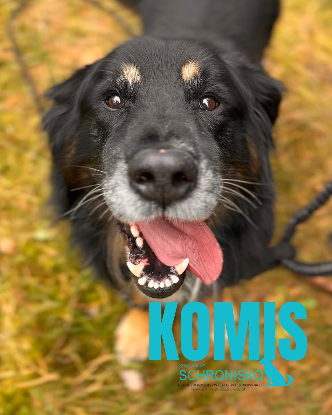 KOMIS