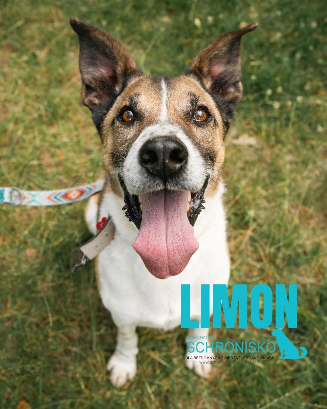 LIMON