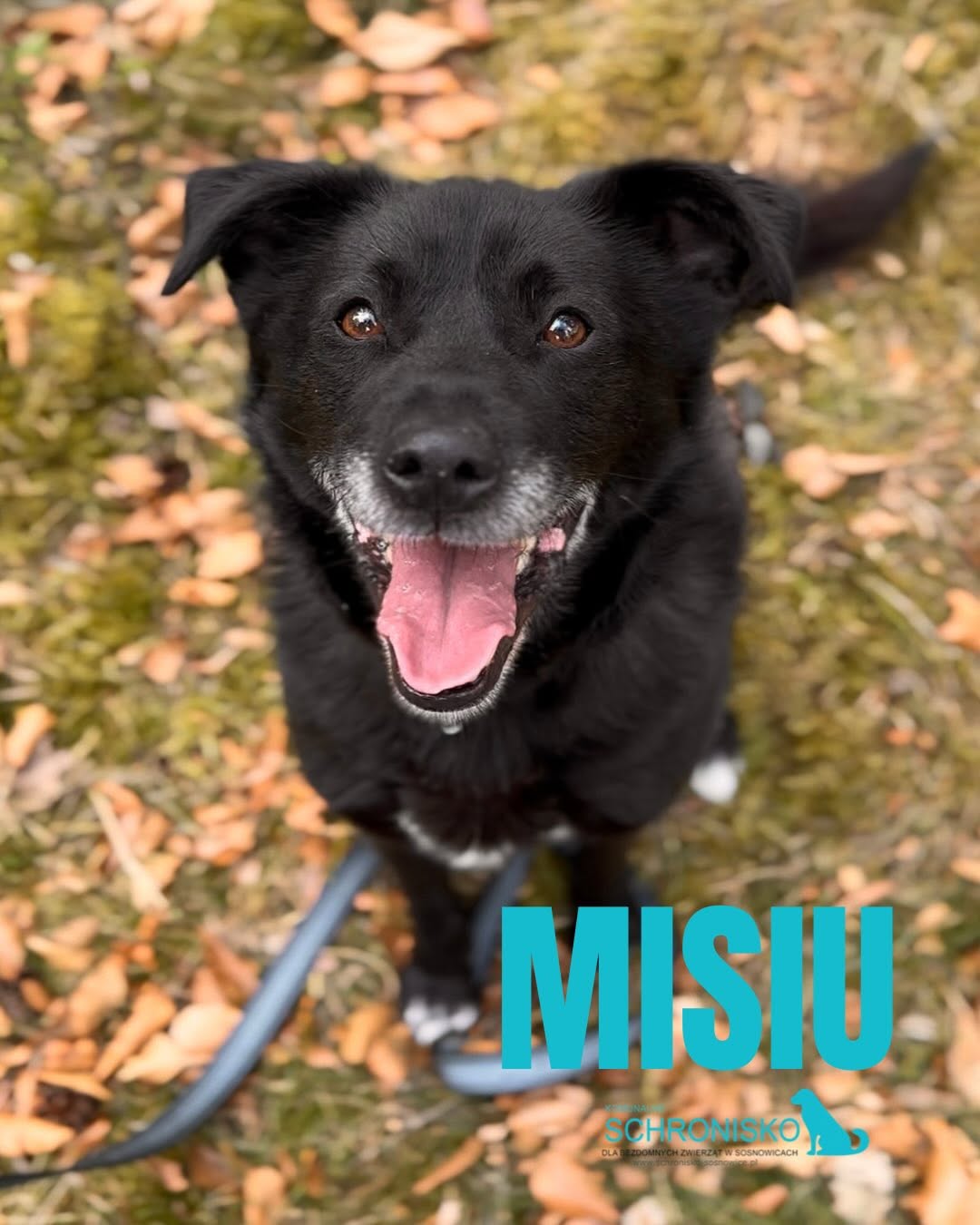 MISIU 26