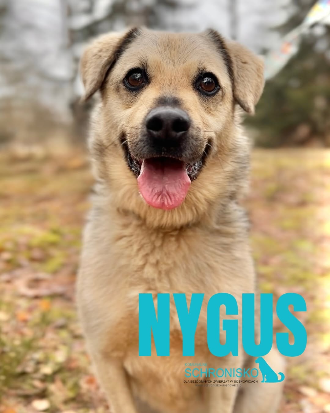 NYGUS