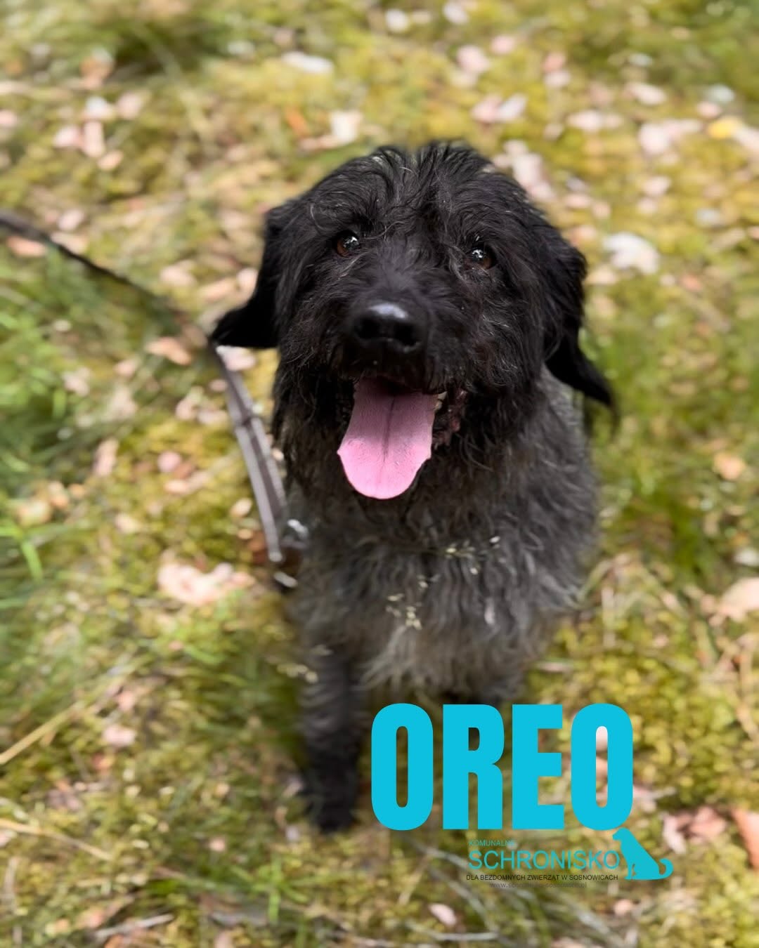 OREO